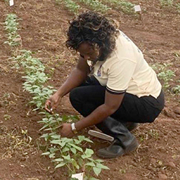 (Photo: SG-NAPI grantee Rosemary Bulyaba inspecting the offshoots in a cowpea field)