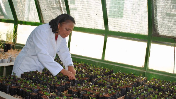 Sida grantee Rondro Baohanta in her greenhouse.