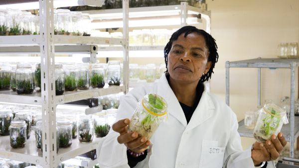 TWAS Research Grant awardee Cecilia Mweu, Jomo Kenyatta University of Agriculture and Technology, showing the plant tissue culture laboratory. (Photo: G. Ortolani/TWAS)
